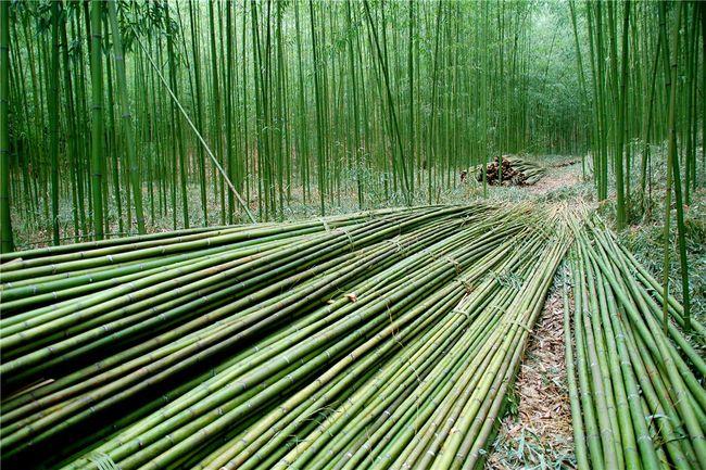 bamboo chopsticks