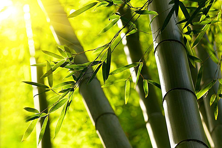 Bamboo product