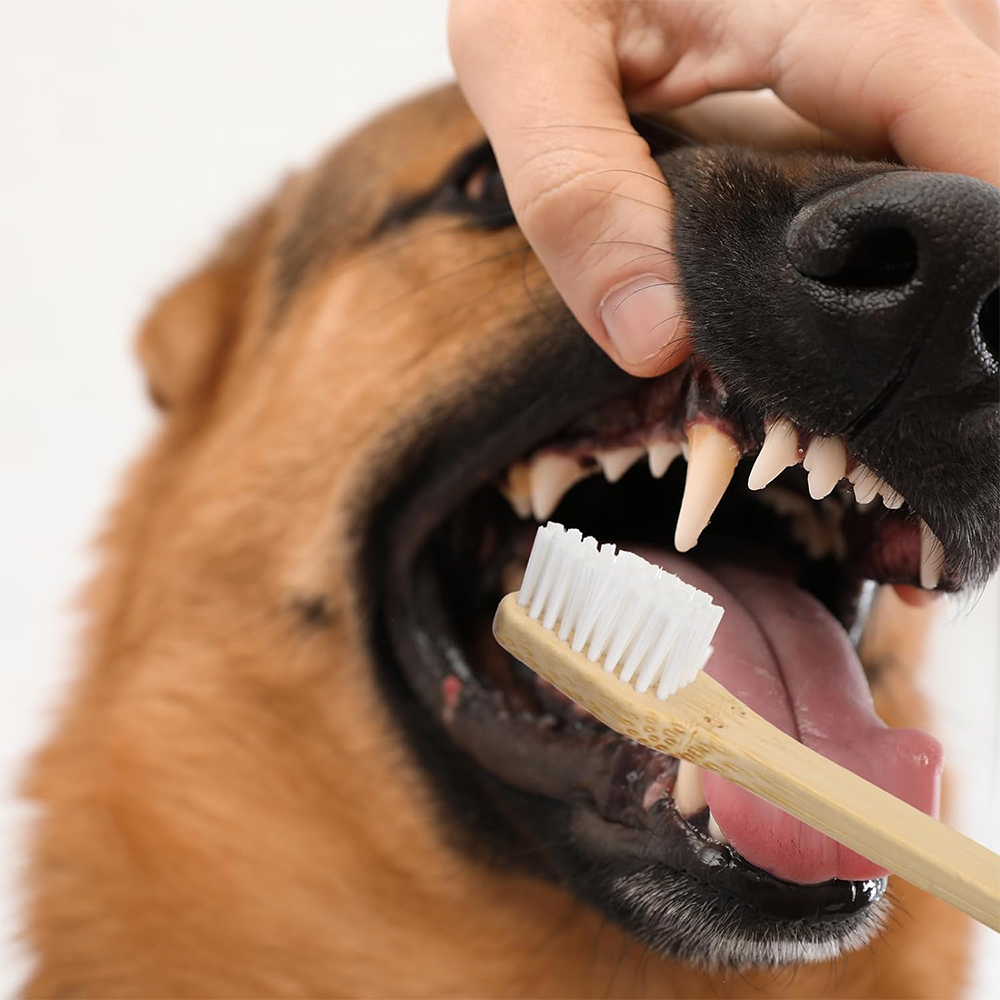 bamboo-dog-toothbrush