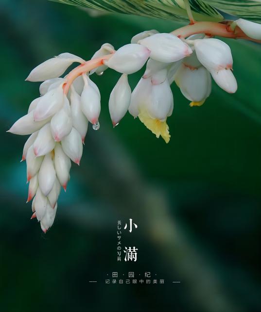 Chinese traditional twenty-four solar terms - Lesser Fullness of Grain