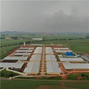 Prefabricated galvanized steel structure pig shed steel shed chicken coop