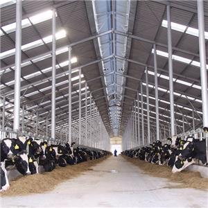 Prefabricated galvanized steel Structure Cow Shed Pig Steel House