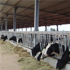 Prefabricated galvanized steel Structure Cow Shed