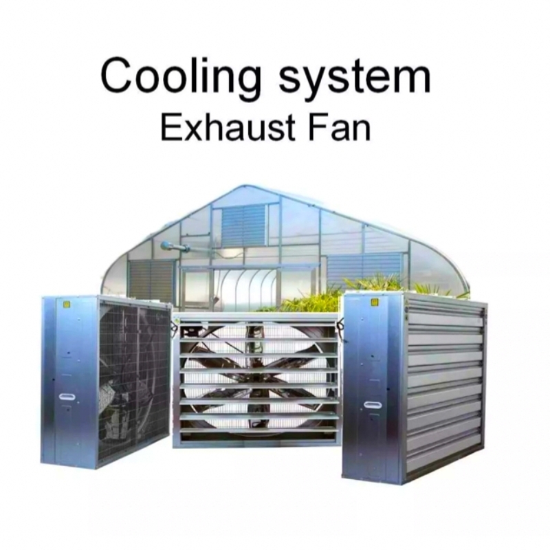 Fan-Pad-Kühlsystem im Gewächshaus