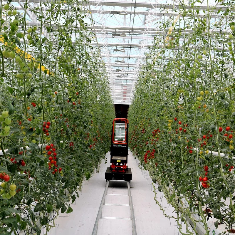 Five Strategies for Managing Rising Greenhouse Production Costs