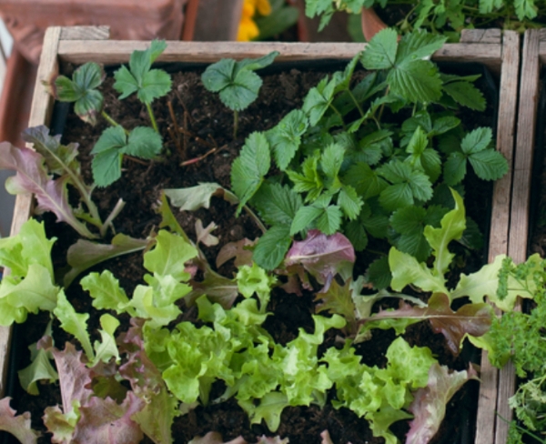 herb garden