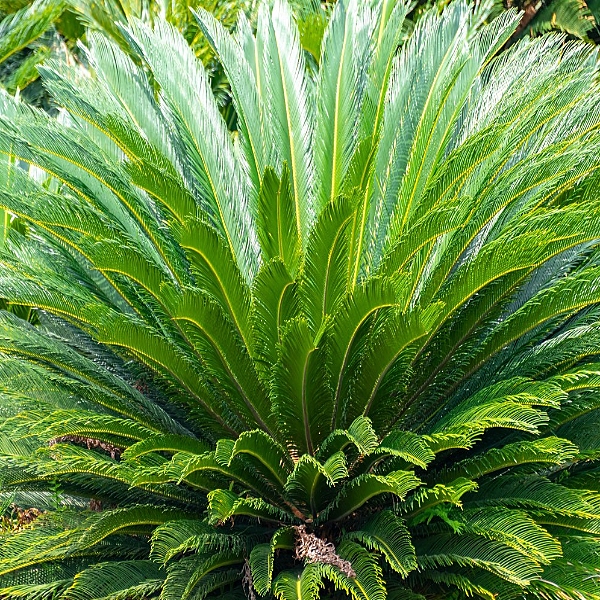 greenhouse