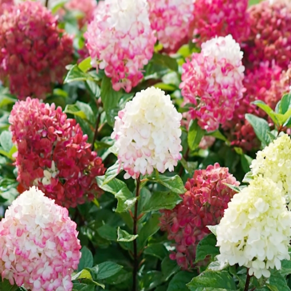 Flowers greenhouse