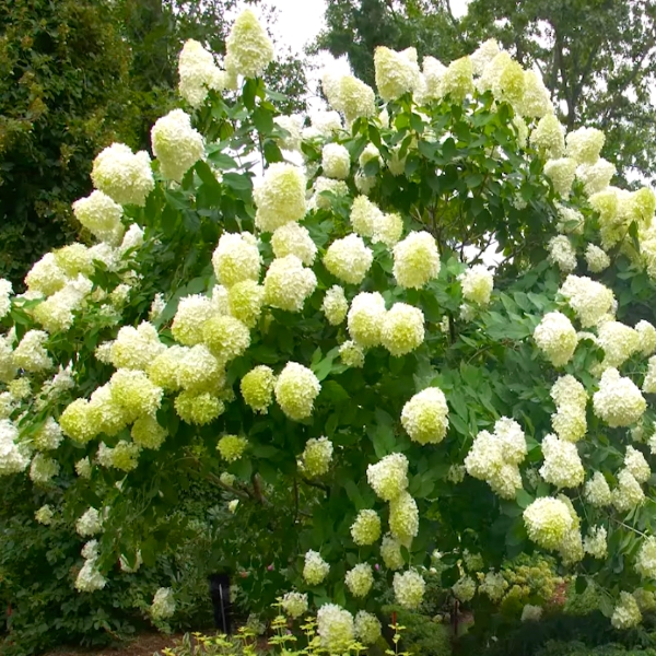 Flowers greenhouse