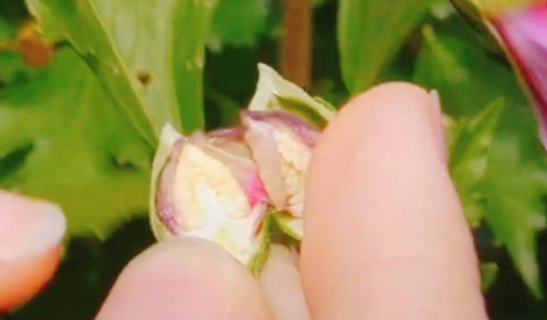 Flower greenhouse