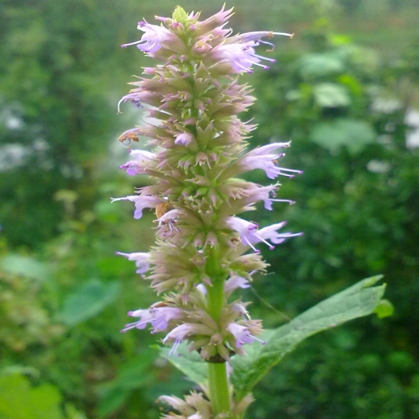 Agastache rugosa