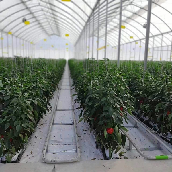 characteristics of tunnel greenhouse