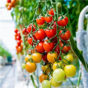 Projetos de tomate estão crescendo -- Dubai
