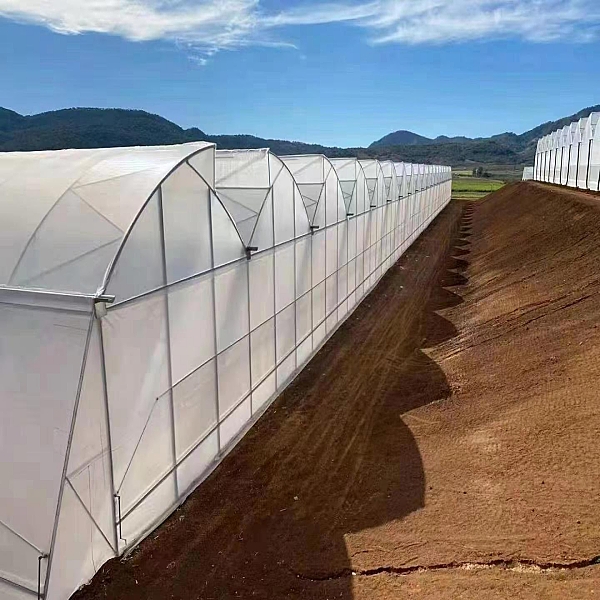 Other type tunnel greenhouse with good ventilation effect