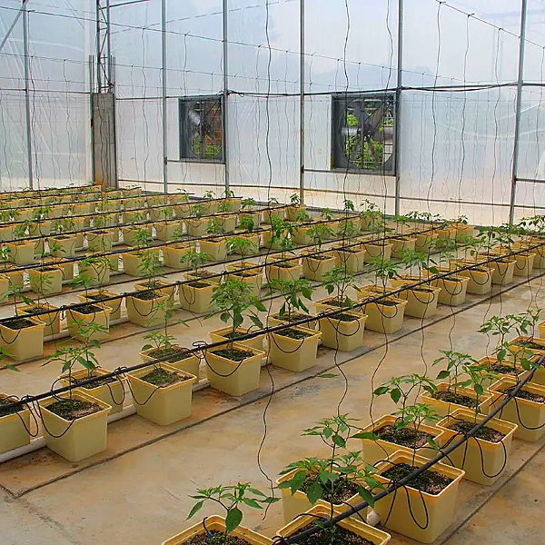 Китай Гидропонные системы выращивания в теплицах Голландский
 Ведро
 Система
, производитель