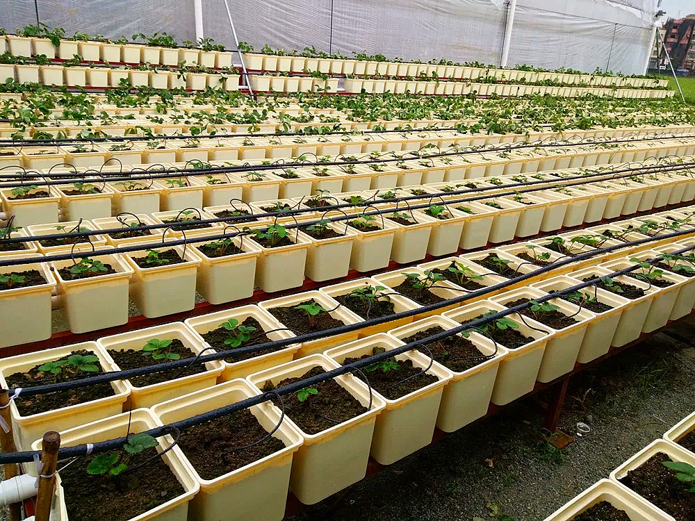 Greenhouse Hydroponic Growing Systems