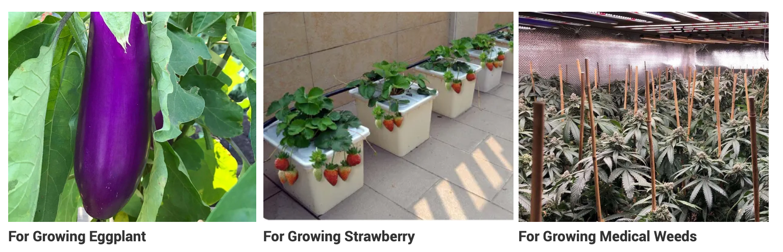 Greenhouse Hydroponic Growing Systems