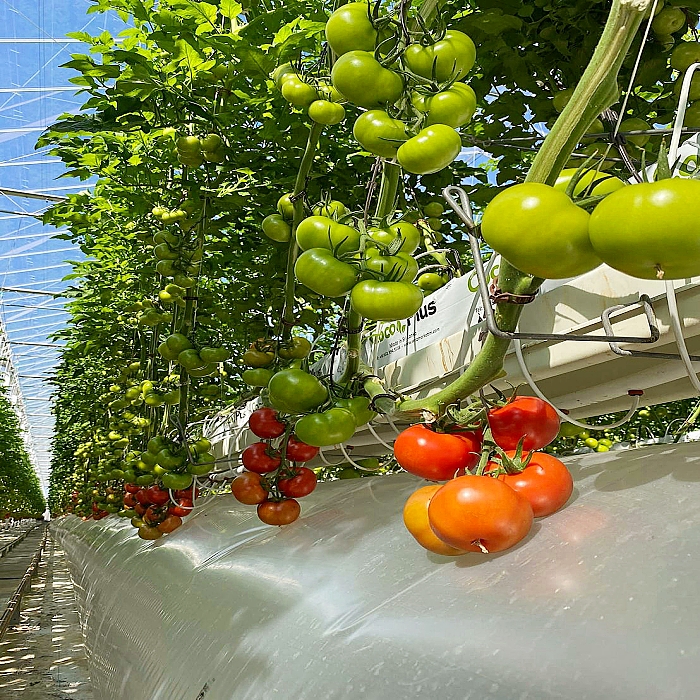 Tunnel Greenhouse and Hydroponic system for Tomatoes