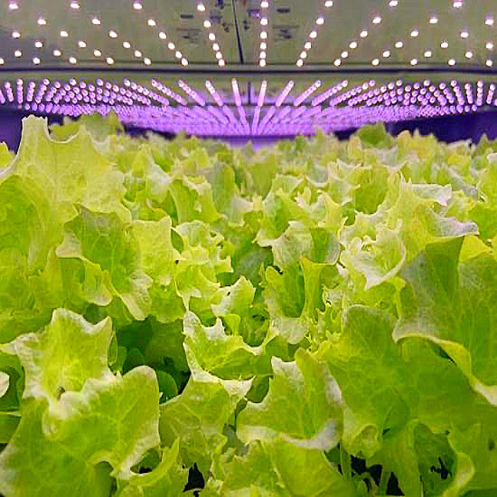 Китай Комплексное оборудование для выращивания растений в помещении - Интеллектуальная автоматическая система, производитель