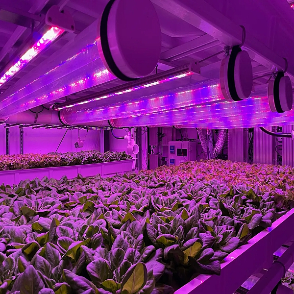 Levering af LED vækstlys til vertikalt landbrug