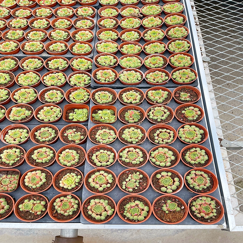 Китай Земледелие таблиц Судов ЭББ завальцовки парника растет кровать для растений, производитель