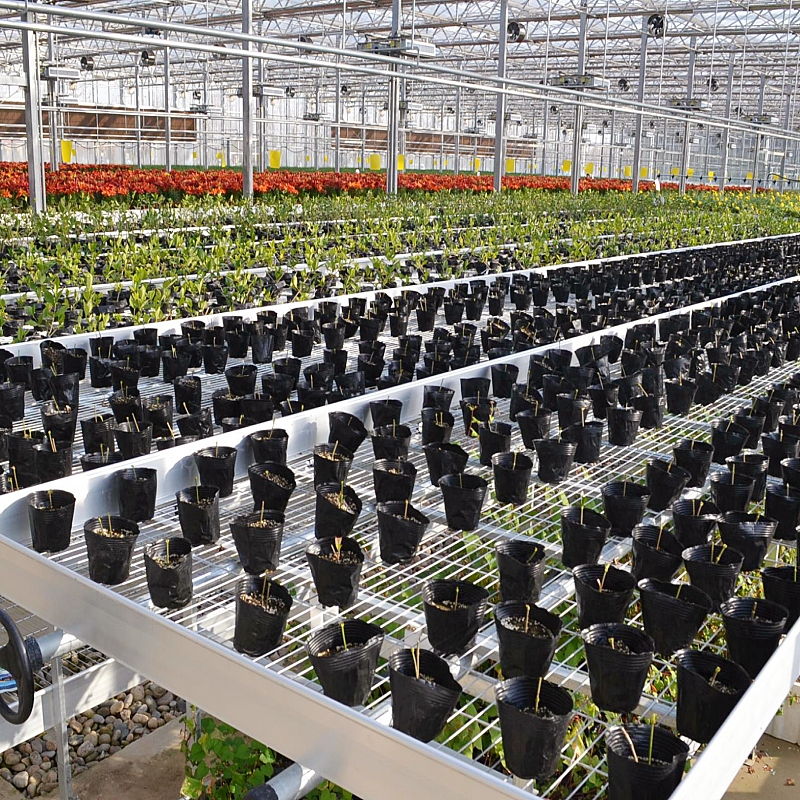 Rolling EBB Tables Agriculture For Clone Seed Grow Bed