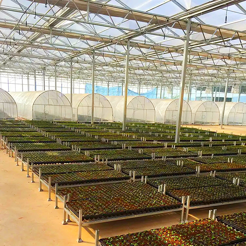 Customized Automatic Agriculture Farming Industrial Hydroponic System Commercial Multispan Greenhouse