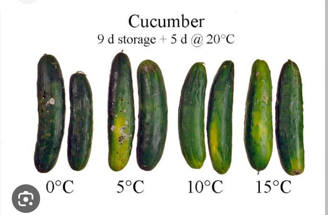 hydroponic for cucumbers