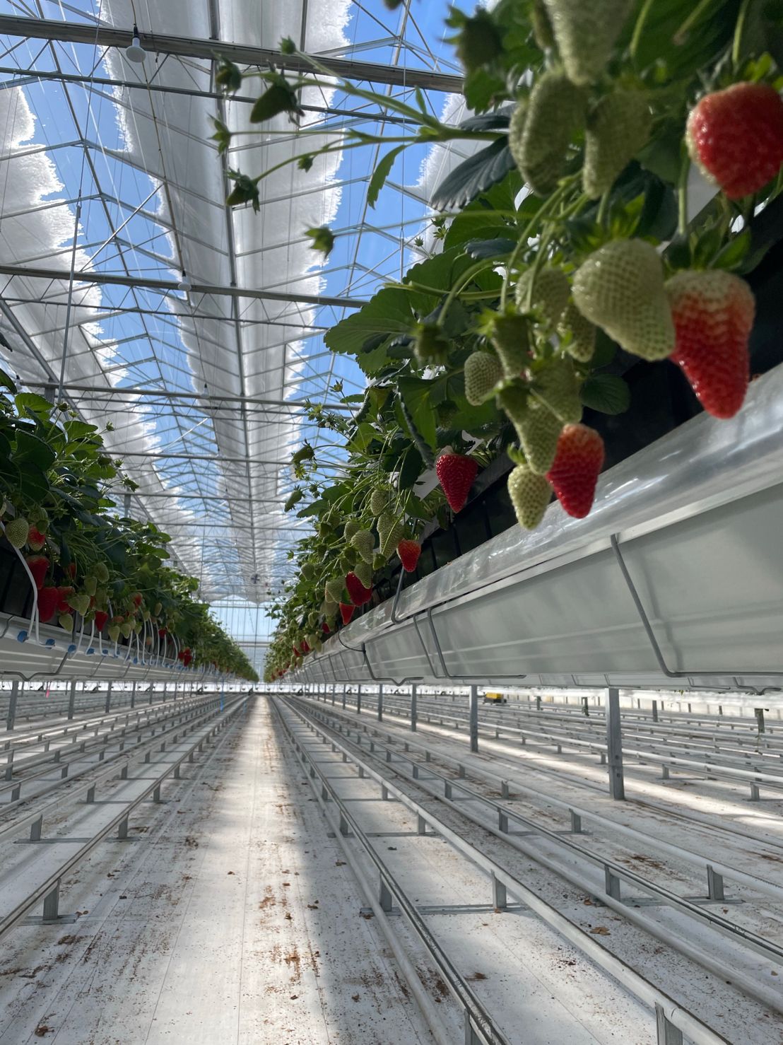 Venlo Greenhouse with shading system