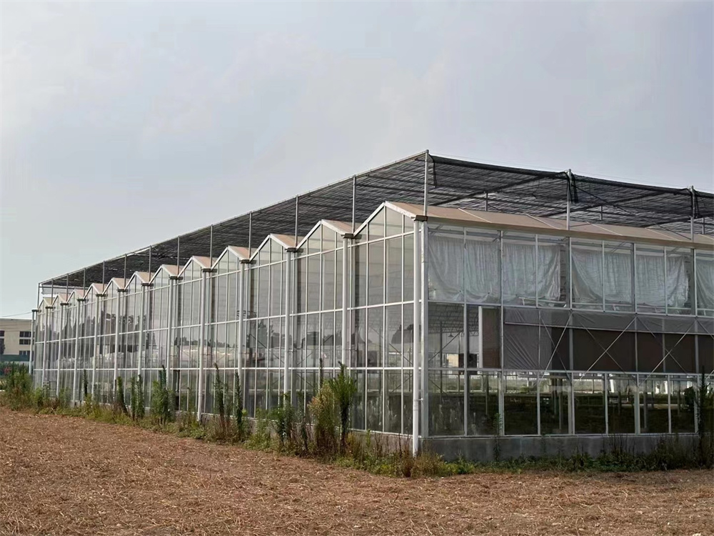Venlo Greenhouse