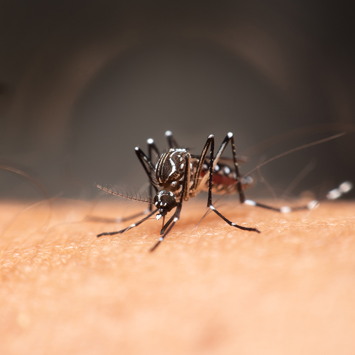الوقاية من الملاريا
