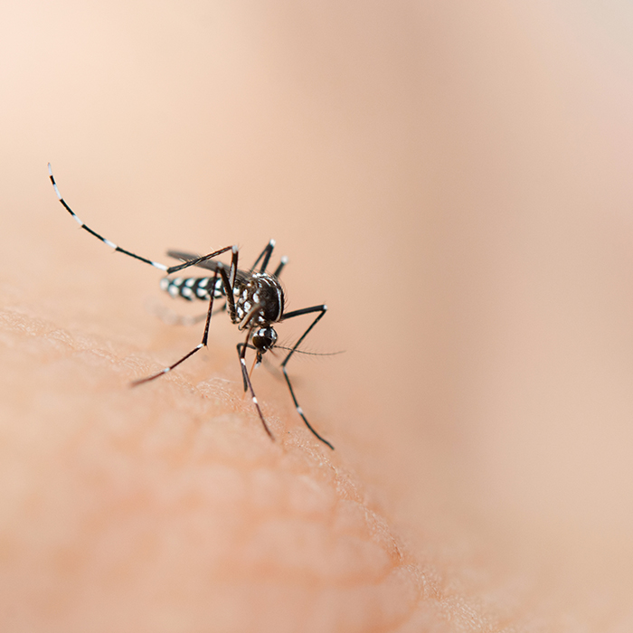 Waarom kwam dengue-infectie meer dan eens voor?