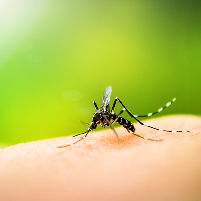 Se acerca el verano, cuidado con el dengue