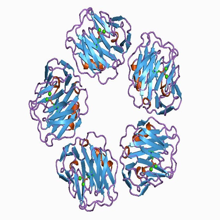 Fortschrittliche C-reaktive Protein-Testkits: Verbesserung der Entzündungs- und Infektionsdiagnose