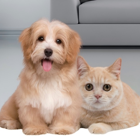 Pet Diagnostics Redefined: High-Precision Single-Target Test Strips & Veterinary Uncut Sheets for Veterinary Reagents