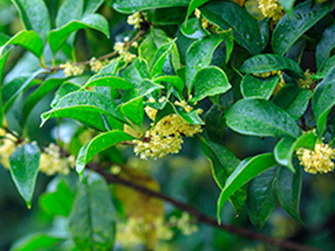 Cos'è il sodio laureth solfato?