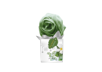 Brightening Olive Aloe Vera Cellulite Body Scrub