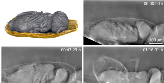 Langzeitbildgebung von Organismen mit Mikrometerauflösung mittels Röntgenmethoden