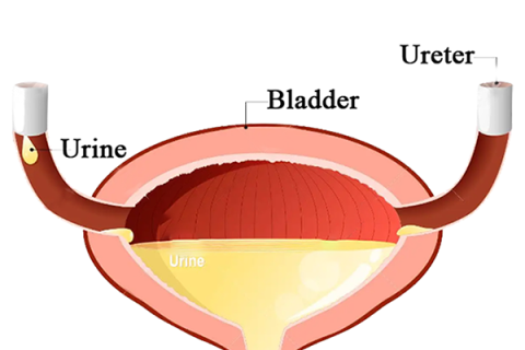 Что такое мочевой пузырь?