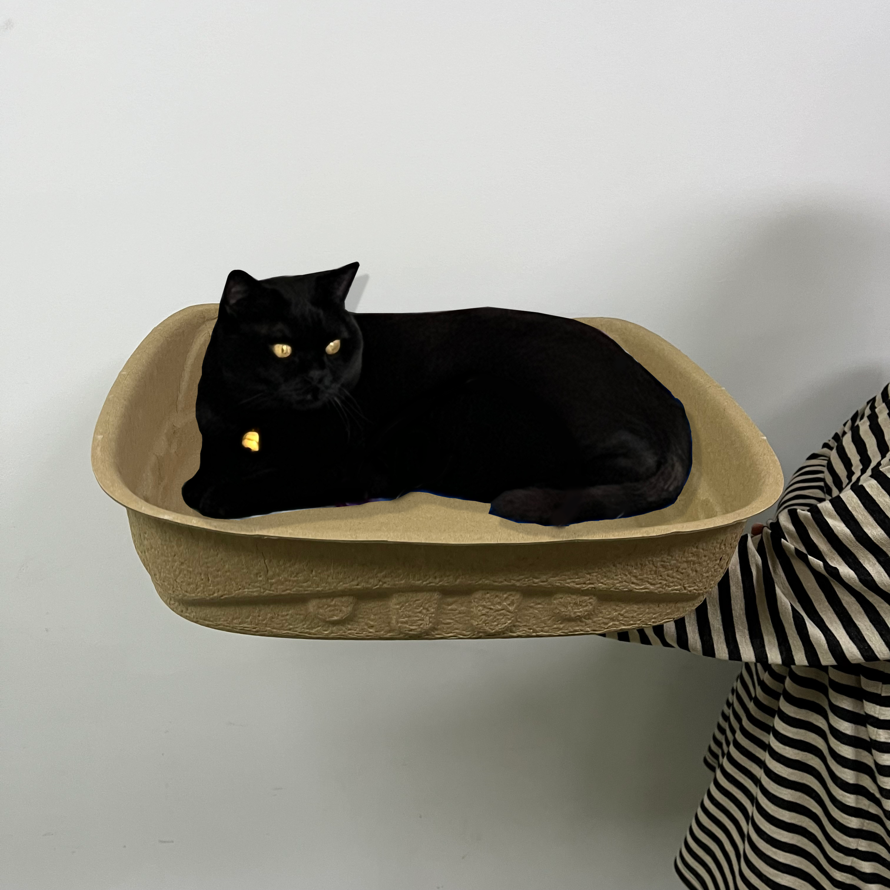 How to Clean a Litter Tray — Or Replace It Weekly with Our Disposable Recycled Paper Pulp Litter Box