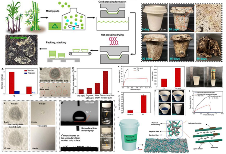 sugarcane bagasse cups