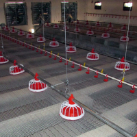 Automatic Poultry Farm Equipments Broiler Feeding Equipment