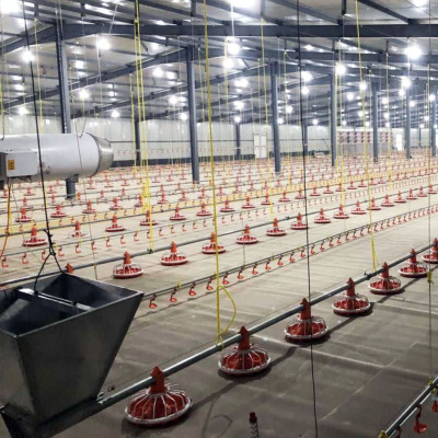 Poultry Farm Feeding Line Chicken Feeding And Drinking System