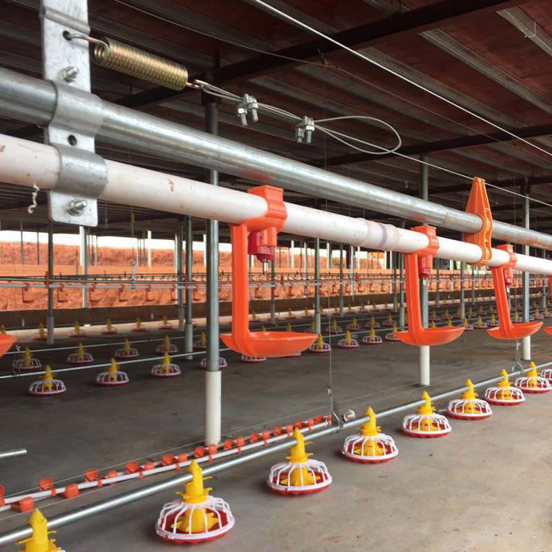 Hệ thống cho gà ăn và uống trong trang trại gia cầm