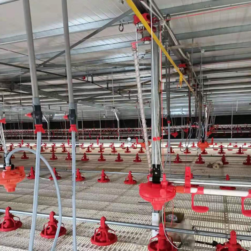 Automatic Complete Poultry House Feeding Line System