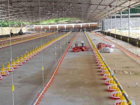 Poultry Animal Pan Feeding Line Full Automatic