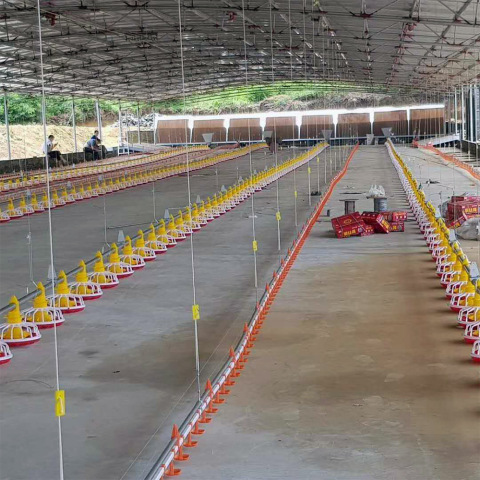 Automatic Poultry Feeding Production Line For Livestock And Poultry