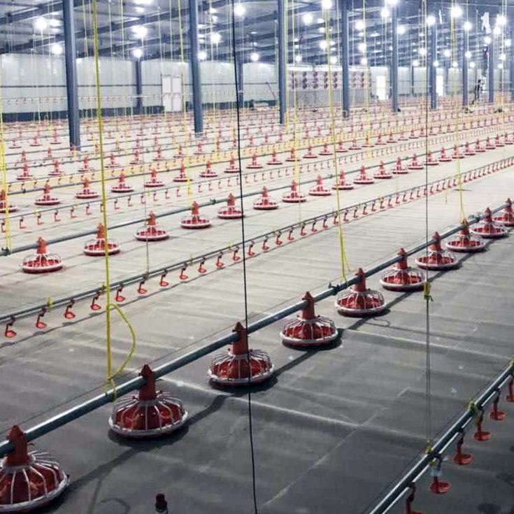 Automatic Poultry Feeding Production Line For Livestock And Poultry