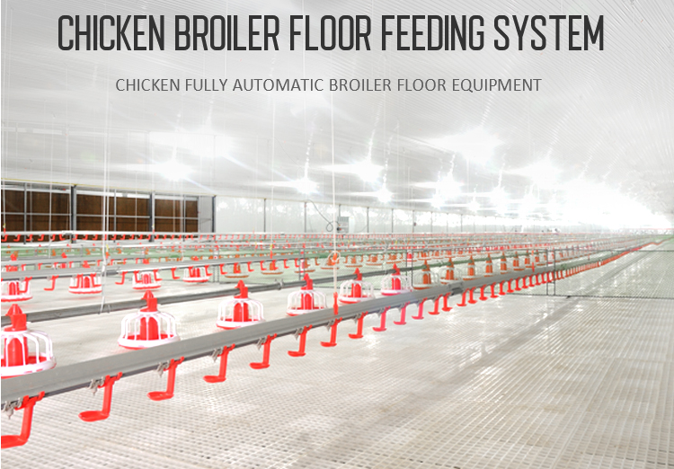 chichen poultry equipment farming