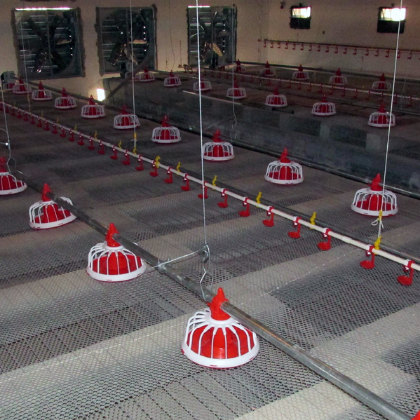 Cheken Broiler Poultry Farm Equipment For Chicken House In Bangladesh